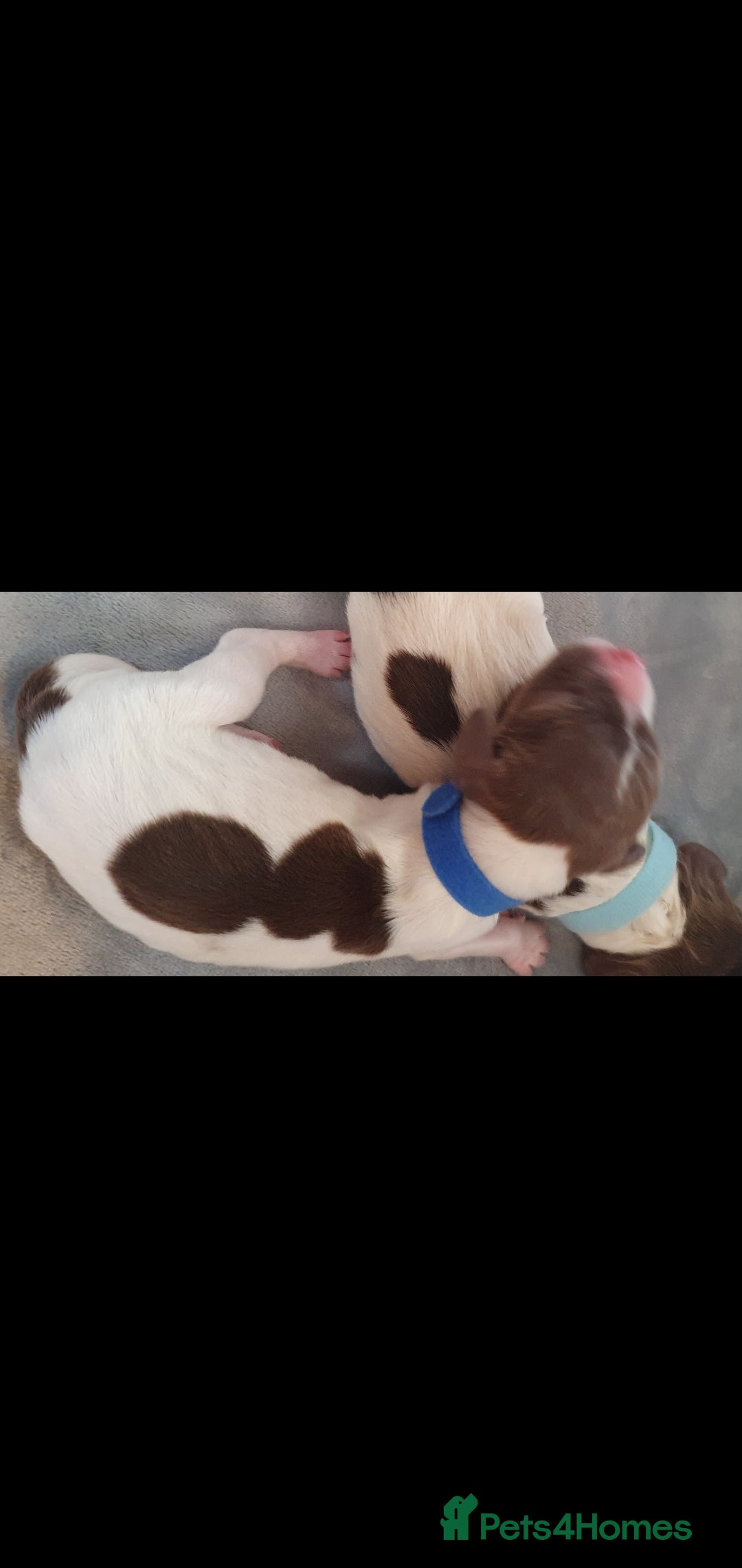 English Springer Spaniel dogs for sale: KC-ESS PUPPIES - DNA Health tested   - Image 20