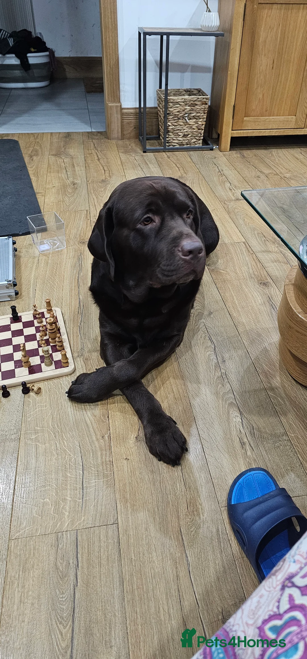 Labrador Retriever dogs for stud: Mr. Aj - Advert 3