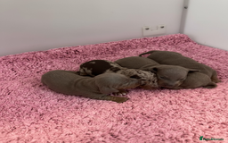 Miniature Dachshund dogs for sale: Rainbow minture Dashounds - Image 5