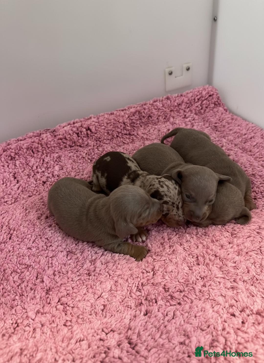 Miniature Dachshund dogs for sale: Rainbow minture Dashounds - Image 5