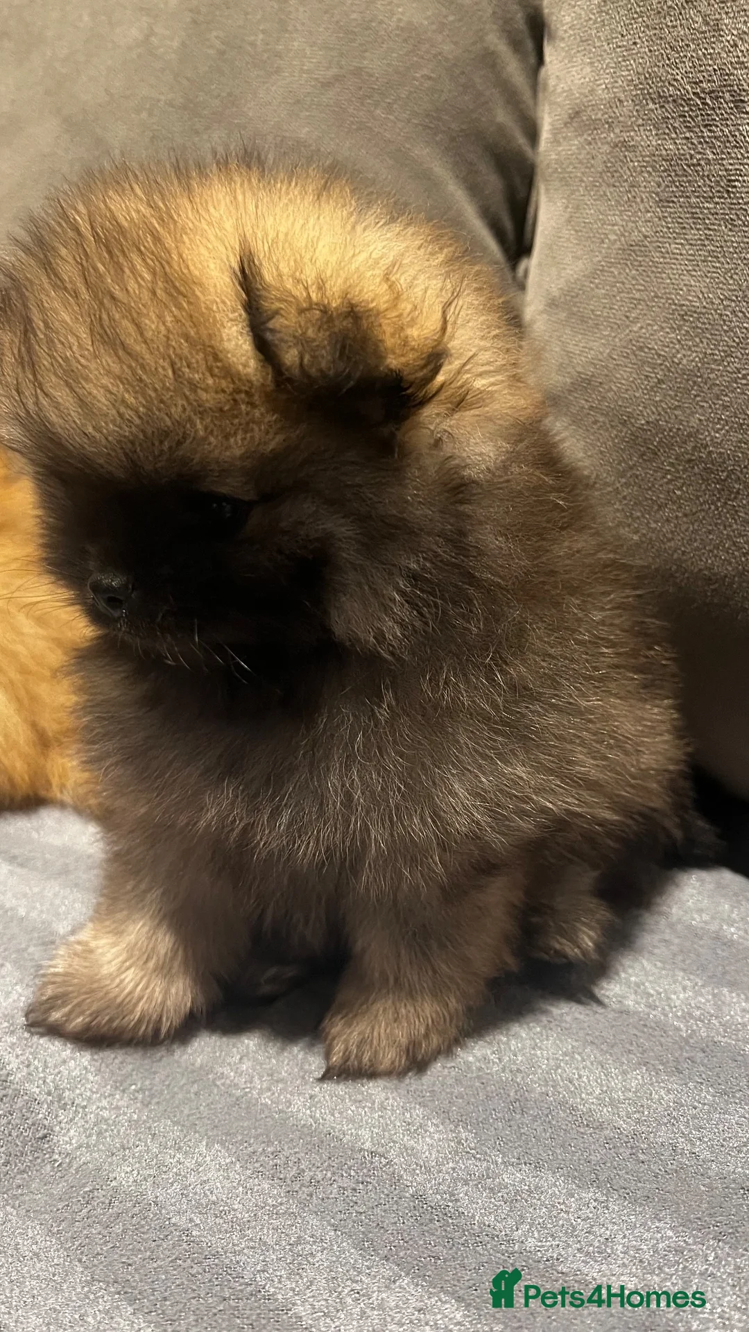 Pomeranian dogs for sale: Beautiful Pomeranian puppies - Advert 1