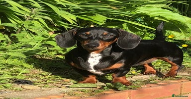 Miniature Dachshund dogs - Advert 1