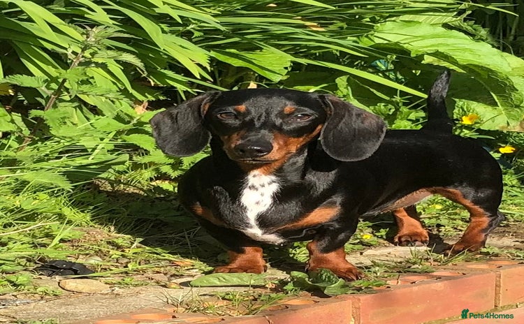 Miniature Dachshund dogs - Advert 1