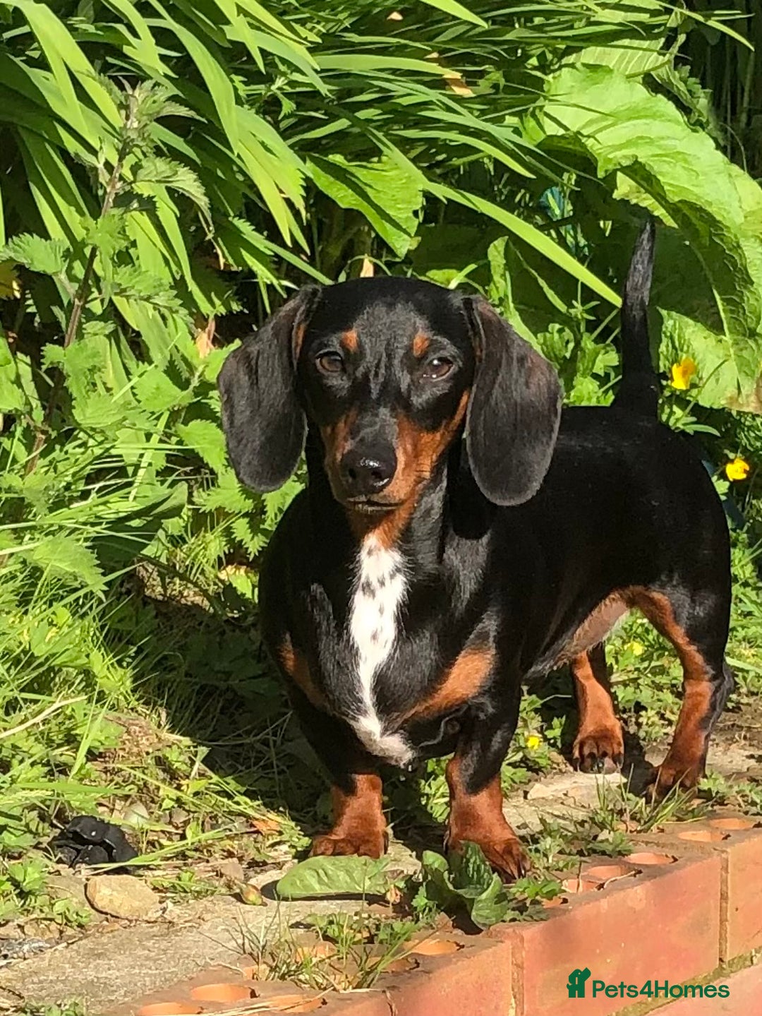 Miniature Dachshund dogs for sale: Miniature dachshunds smooth hair puppy’s  - Image 1