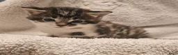 Mixed Breed cats for sale: 3 Gorgeous Kittens - Advert 6