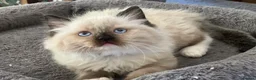 Ragdoll cats for sale: 🐾 Ragdoll Kittens 🐾 - Advert 18