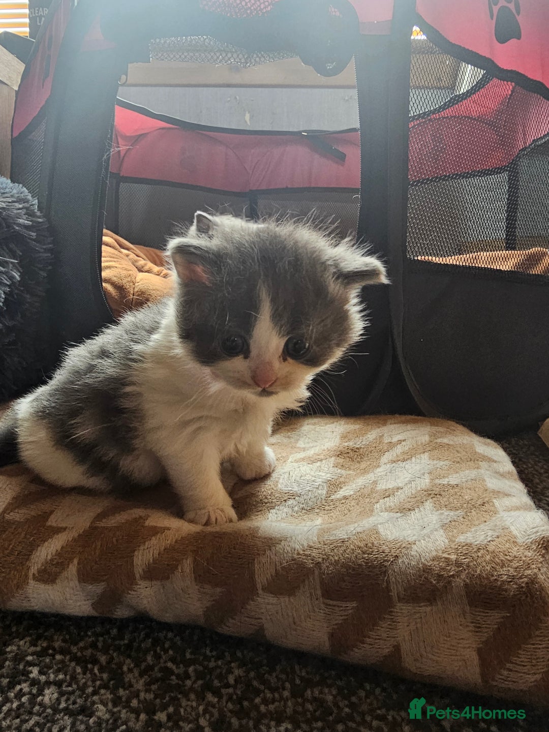 British Longhair cats for sale: Tabby mix kittens - Image 2