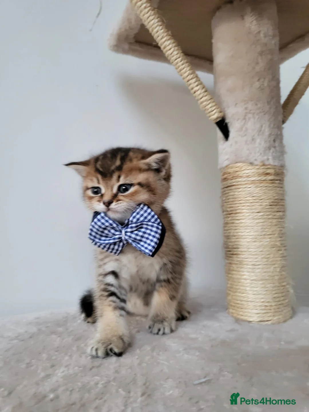 British Shorthair cats for sale:          BRITISH SHORTHAIR - Advert 4