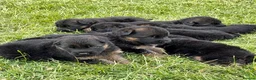 German Shepherd dogs for sale: Top Quality German shepherd Long Hair Puppies 🐾🥰 - Advert 2