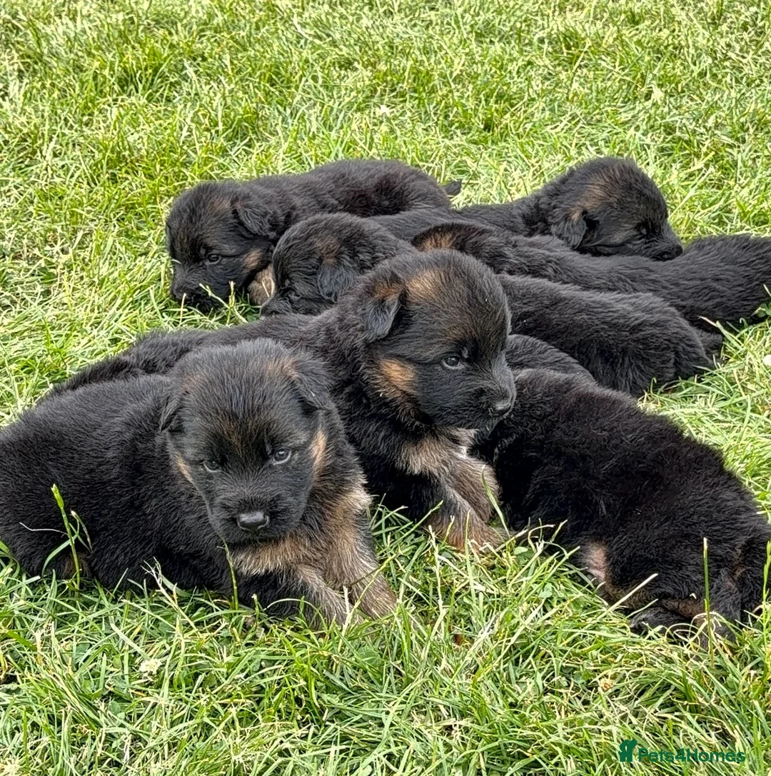 German Shepherd dogs for sale: Top Quality German shepherd Long Hair Puppies 🐾🥰 - Advert 2