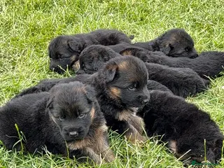 German Shepherd dogs Top Quality German shepherd Long Hair Puppies 🐾🥰 - Advert 2