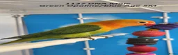 Lovebirds birds for sale: All MALE lovebird Age 4 to 6 Months - Advert 6