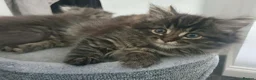 Mixed Breed cats for sale: 9 week old tabby female - Advert 4