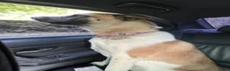 Akita dogs for sale: American akita - Advert 1