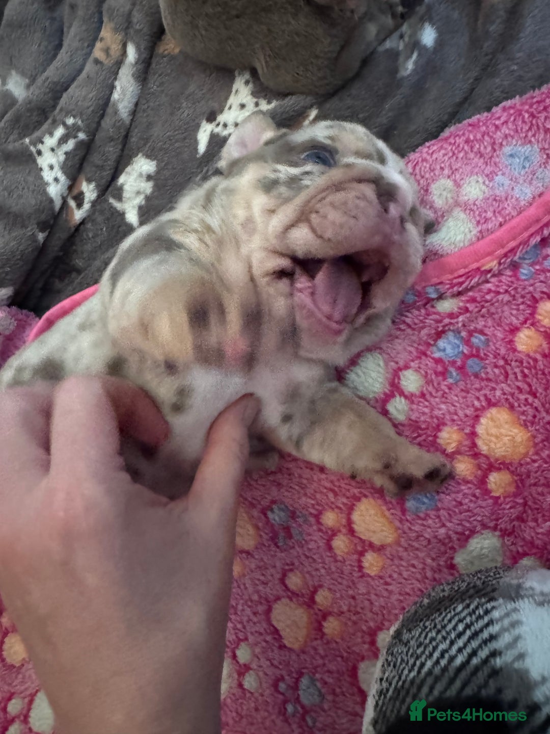 English Bulldog dogs for sale: English Bulldogs ready to leave 10/12/25  - Advert 10
