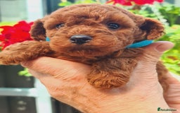 Toy Poodle dogs for sale: PURE Tiny toy poodles- hypoallergenic 3 available - Image 2