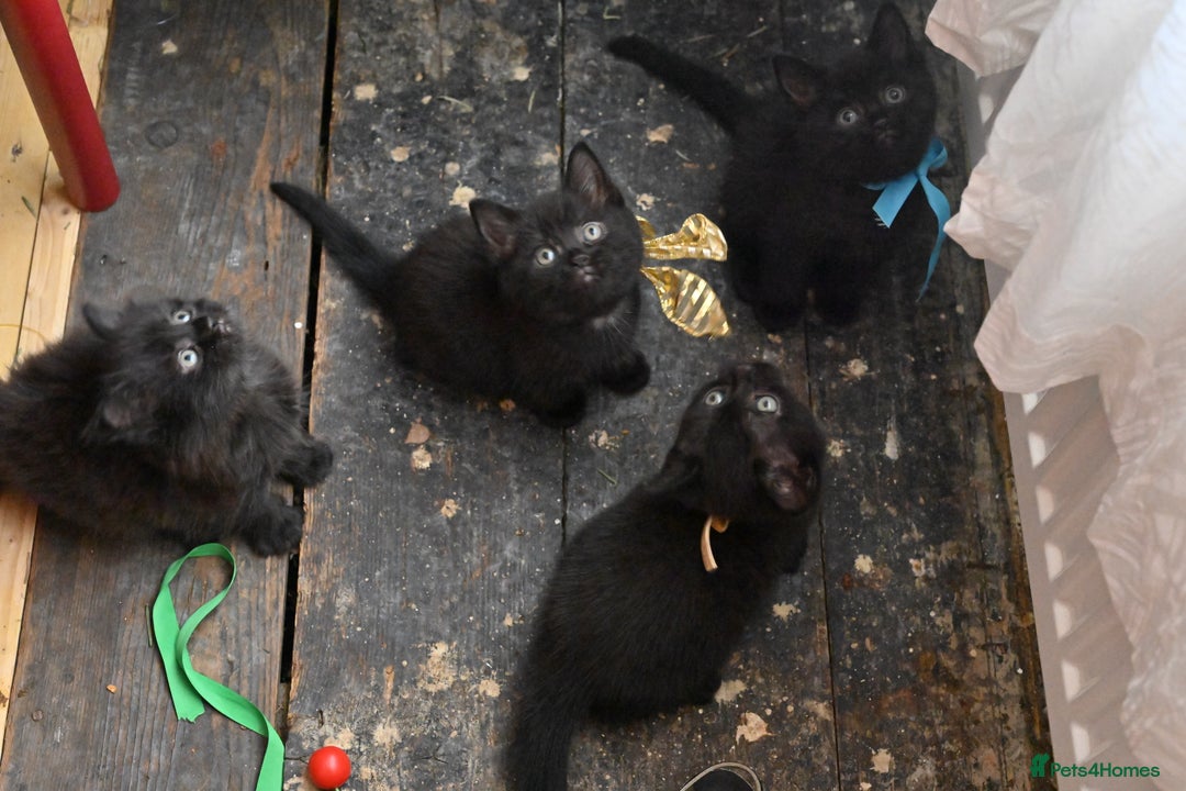 British Shorthair cats for sale: British Shorthair x Persian Kittens Available Now! - Advert 8