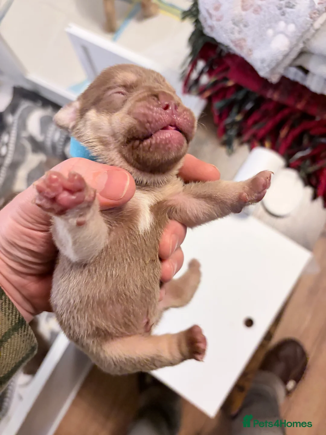 English Bulldog dogs for sale: KC English Bulldog Puppies Exceptional Quality  - Advert 14