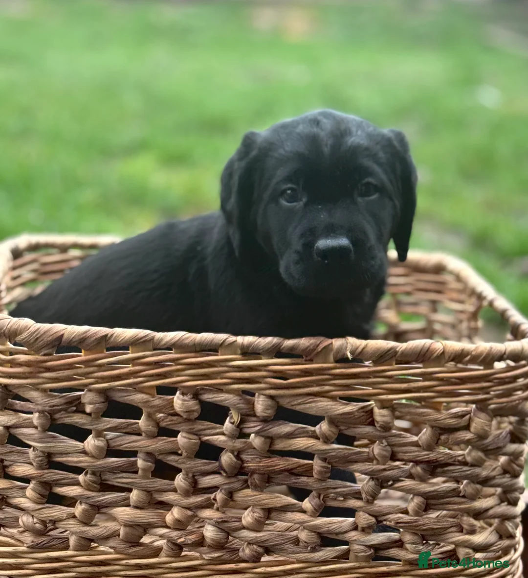 Labrador Retriever dogs for sale:  ✨ KC Registered Labrador Retriever Puppies   - Advert 15