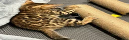 Bengal cats for sale: Female - Advert 6