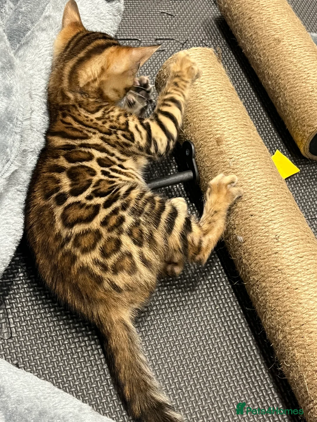 Bengal cats for sale: Female - Advert 6