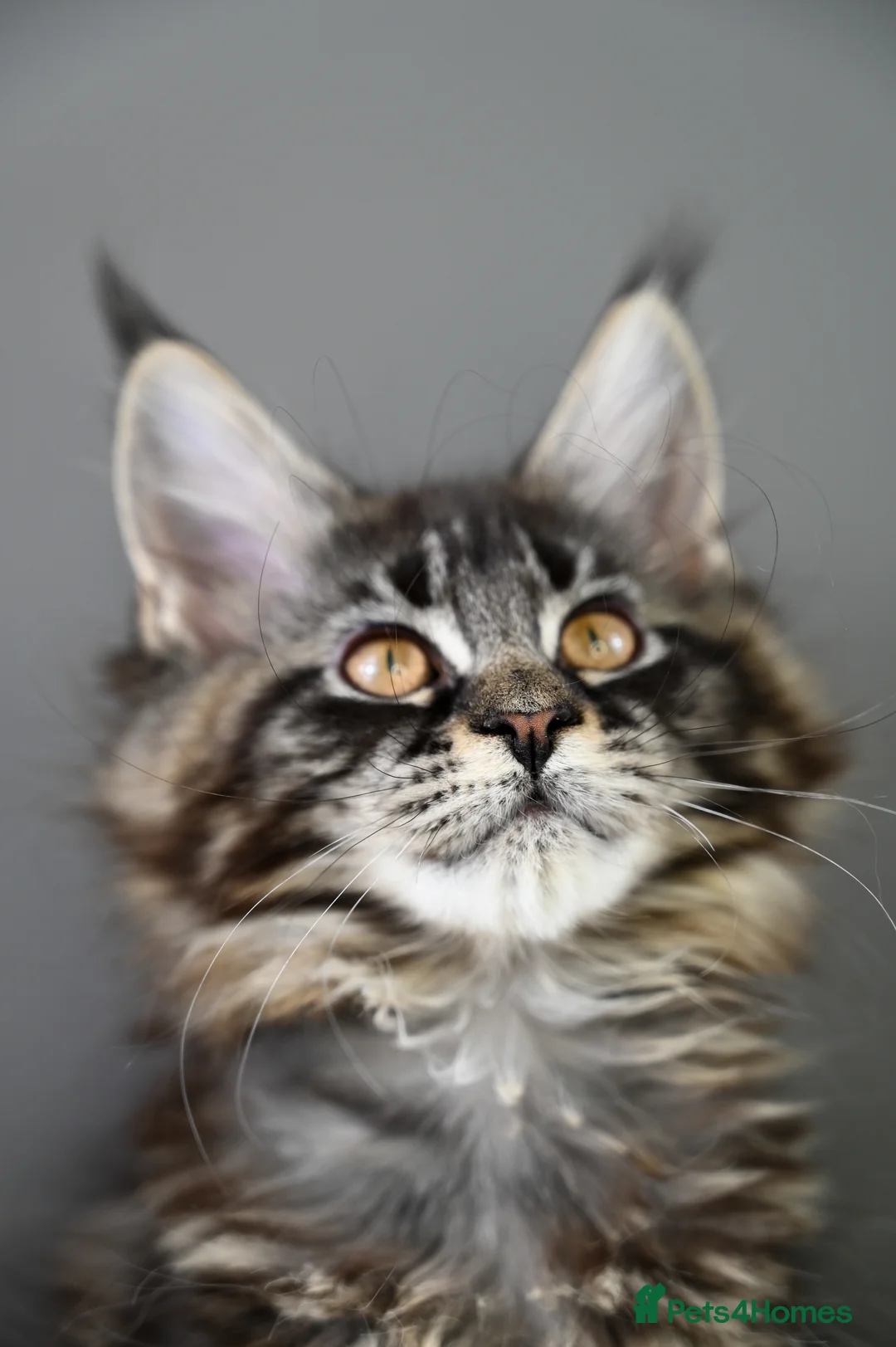 Maine Coon cats for sale: 🧬 STUNNING KITTENS - TICA REGISTERED 🎖️ - Advert 11