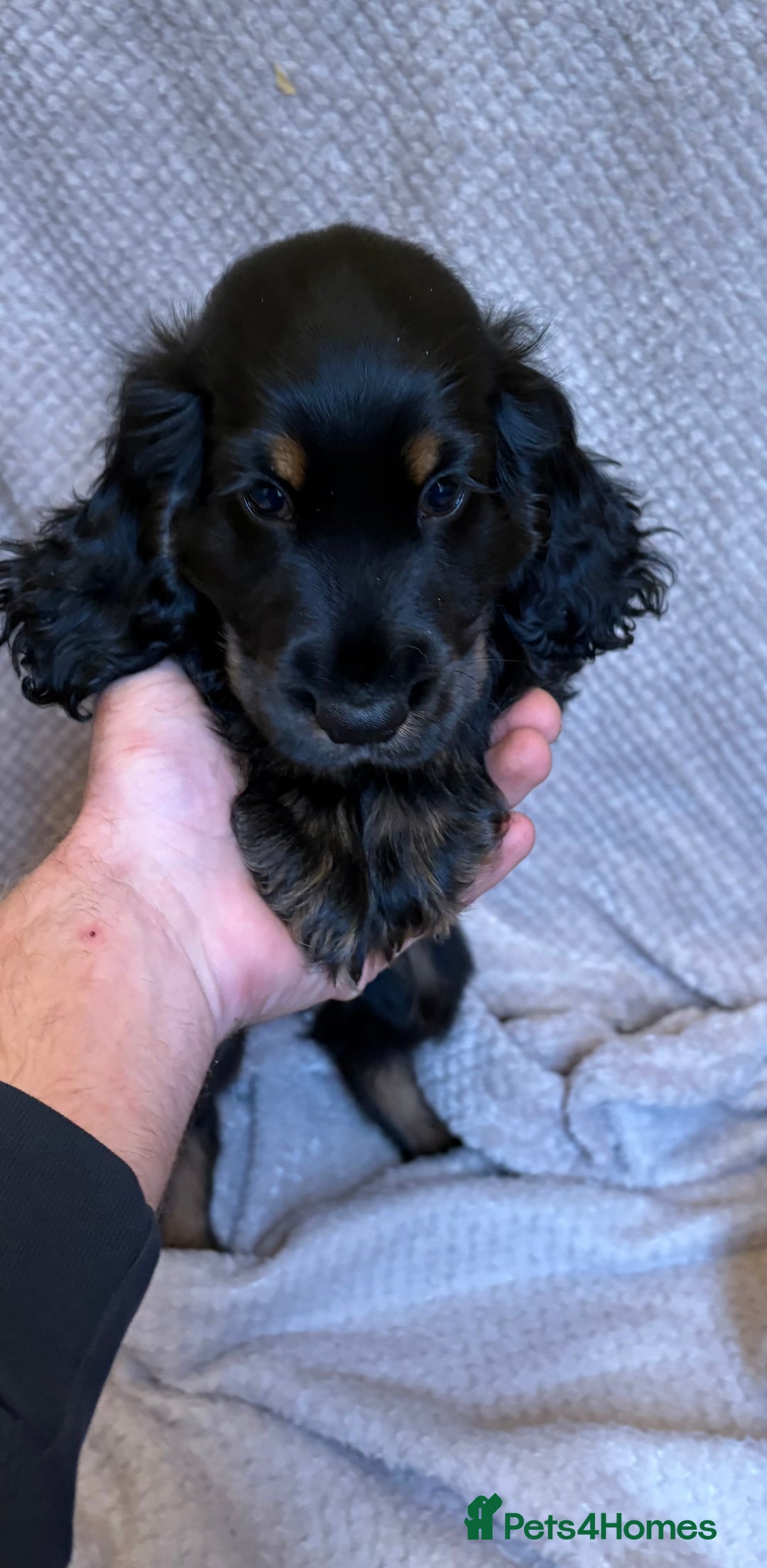 Cocker Spaniel dogs for sale: Show type cocker spaniels puppies  - Image 5
