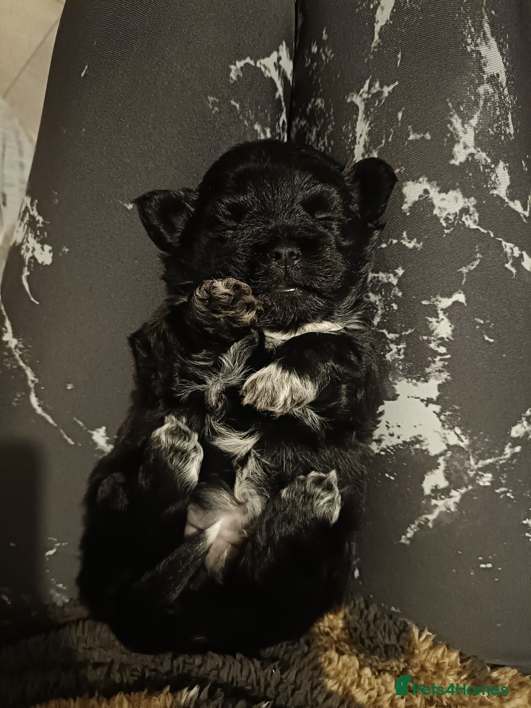 Mixed Breed dogs for sale: Beautiful shihpoo looking for perfect forever home - Image 8