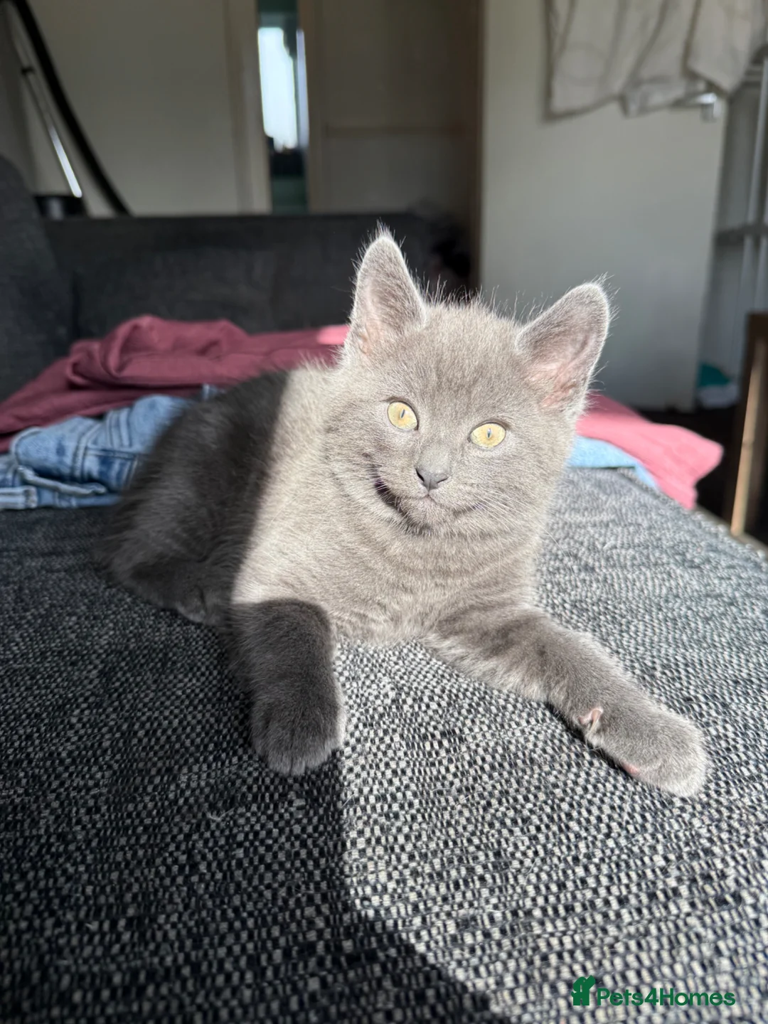 British Shorthair cats for sale: Grey British shorthair kitten  - Advert 6