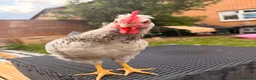 Chickens poultry for sale: Cream crested legbar male chicken - Advert 3
