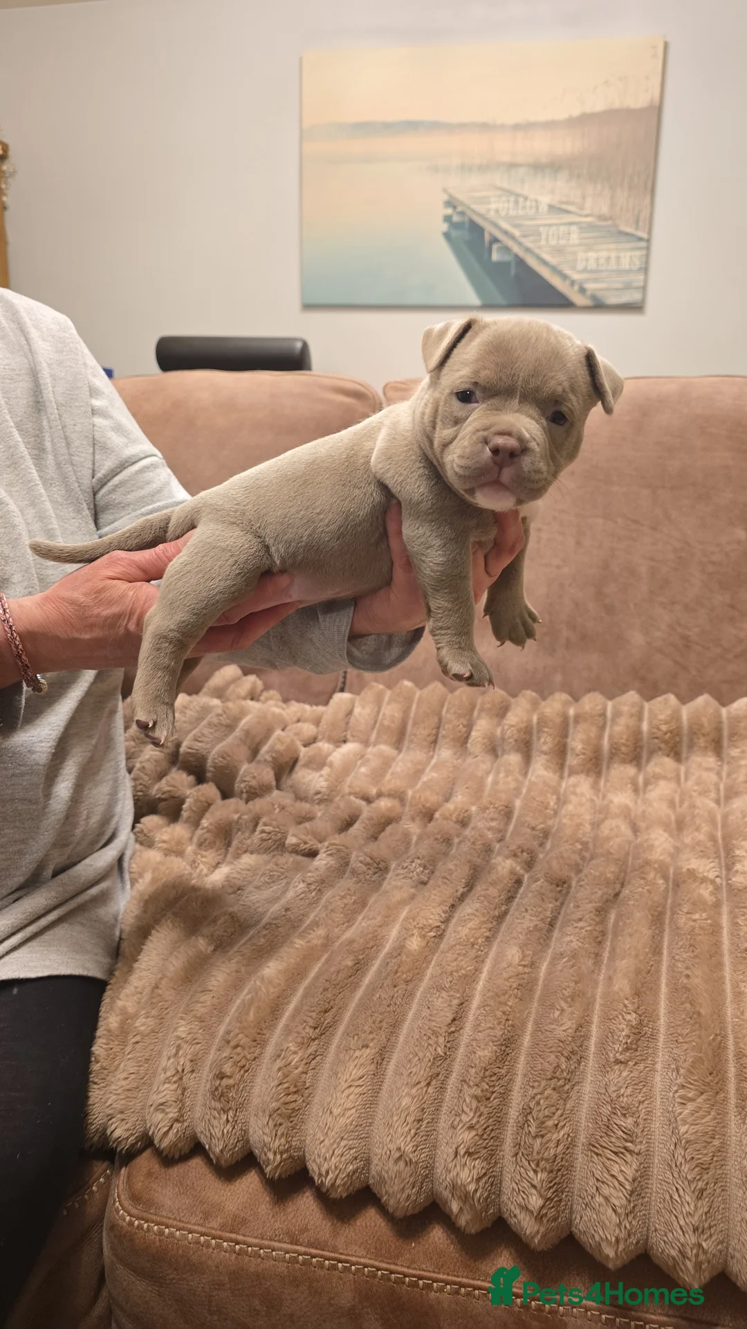 American Bully dogs for sale: 2 American pocket bully females  - Advert 2