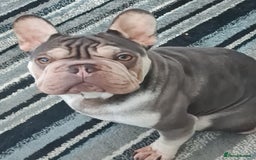 French Bulldog dogs for sale: Male Blue and Cream French Bulldog for sale! - Advert 2