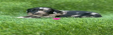 Cocker Spaniel 10