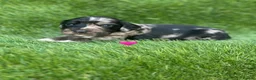 Cocker Spaniel dogs for sale: Outstanding Cocker Spaniel Puppies - Advert 7