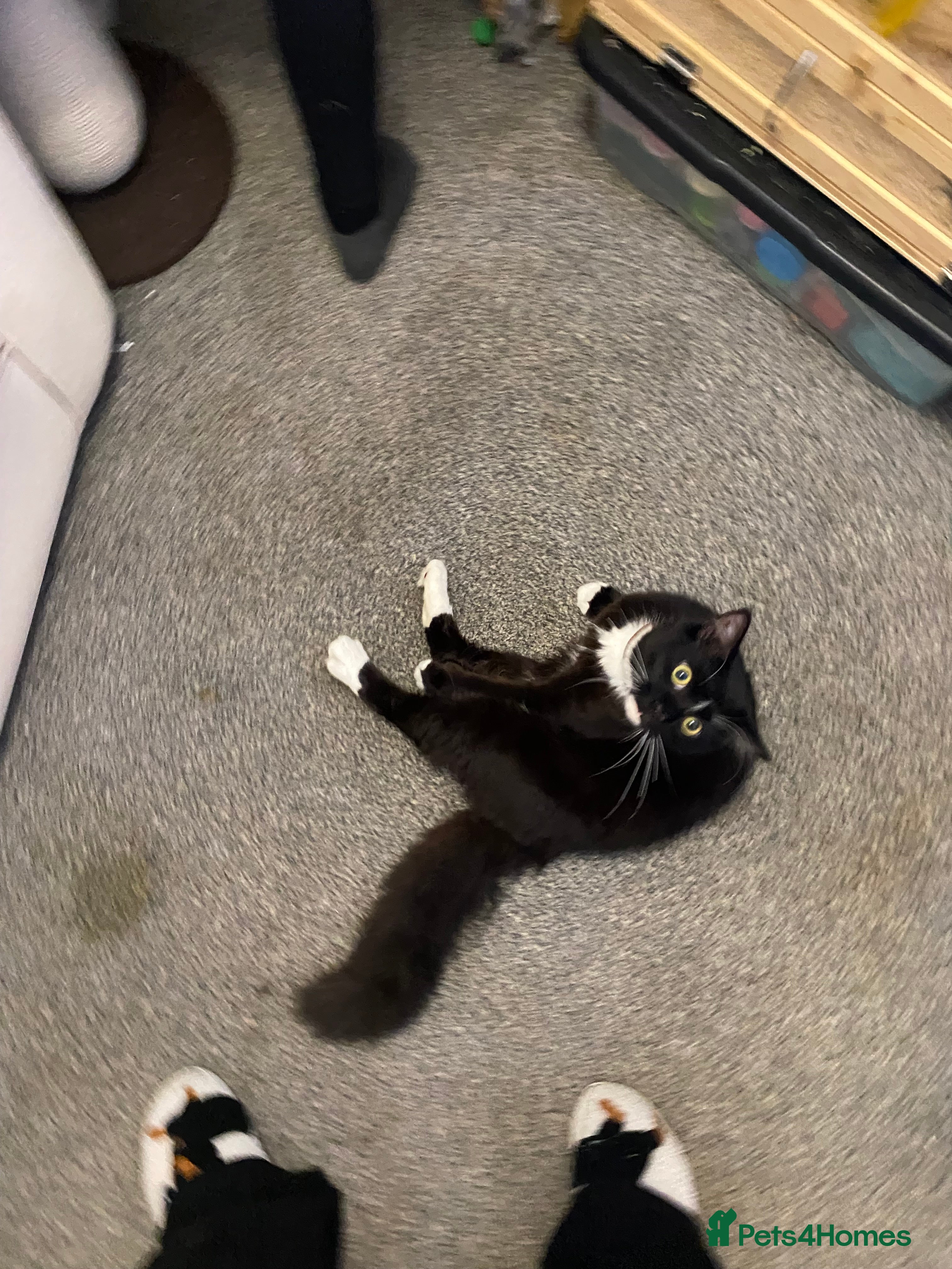 Mixed Breed cats RESCUSED but can not house  - Advert 18