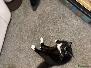 Mixed Breed cats RESCUSED but can not house - Advert 18