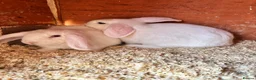 Mini Lop rabbits for sale: 3 white beauty’s for sale NEED TO GO  - Advert 4