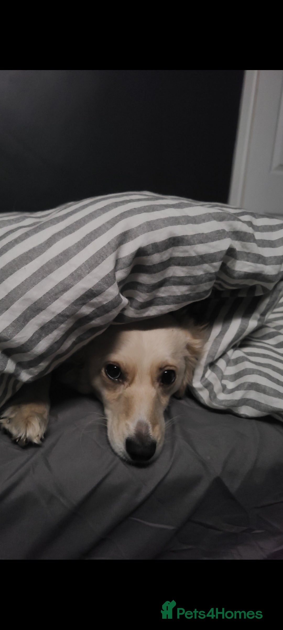 Mixed Breed dogs Cockapoo looking for experienced home - Advert 1
