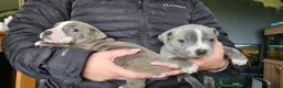 Staffordshire Bull Terrier dogs for sale: Blue staffy pups. Blue bronsen bloodline - Advert 14