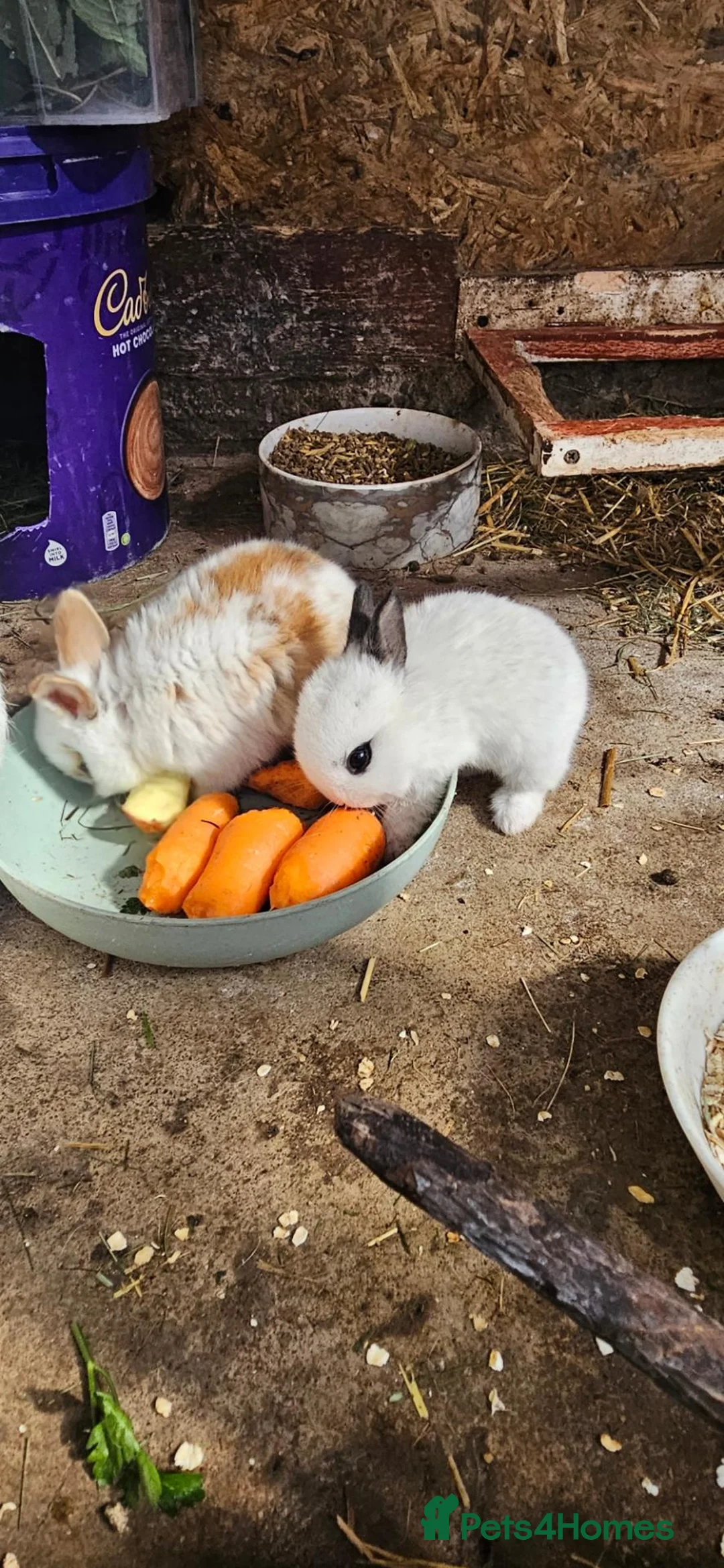 Mixed Breed rabbits for sale: They are friendly 🥰 - Advert 2
