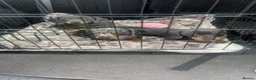 Miniature Dachshund dogs for sale: 2 miniature girl dachshunds blue and tan  - Advert 2
