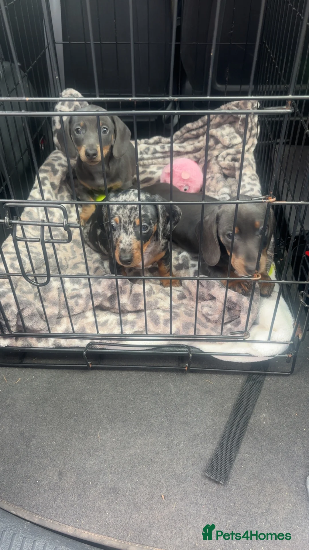 Miniature Dachshund dogs for sale: 2 miniature girl dachshunds blue and tan  - Advert 2