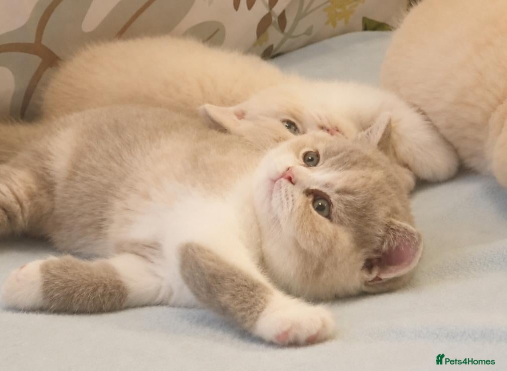 British Shorthair cats for sale: Lilac Tortie & White Female Kitten - Advert 2