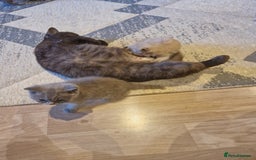 British Shorthair cats for sale: Blue and lilac British shorthair kittens  - Image 2