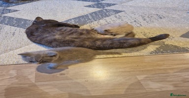 British Shorthair cats - Advert 13