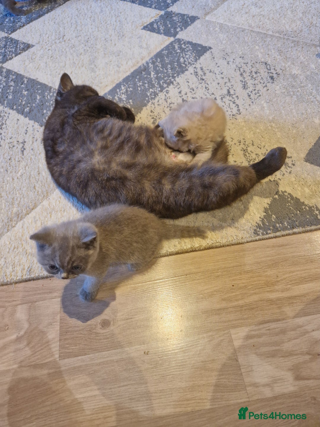 British Shorthair cats for sale: Blue and lilac British shorthair kittens  - Image 2
