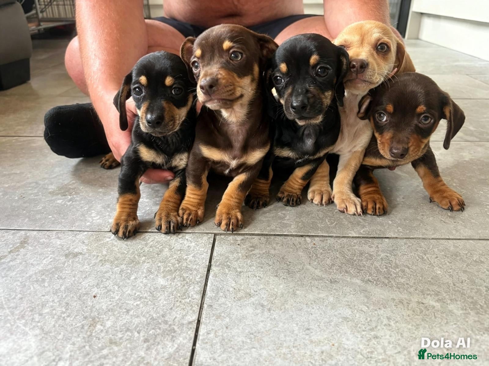 Dachshund dogs BEAUTIFUL DACHSHUND PUPS READY 9/11  - Advert 4