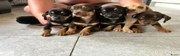 Dachshund dogs for sale: BEAUTIFUL DACHSHUND PUPS READY 9/11  - Advert 4