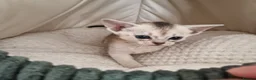Abyssinian cats for sale: 1 usual silver & 1 usual currently available ✨️  - Advert 16