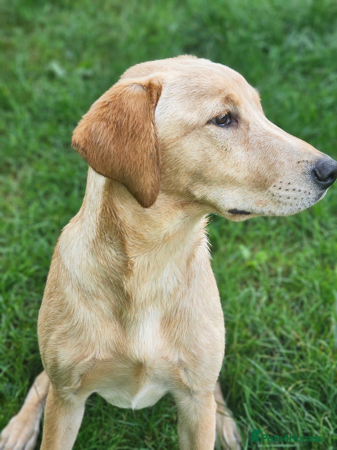Labrador Retriever dogs for sale: 6 month old labrador bitch pup - Image 2